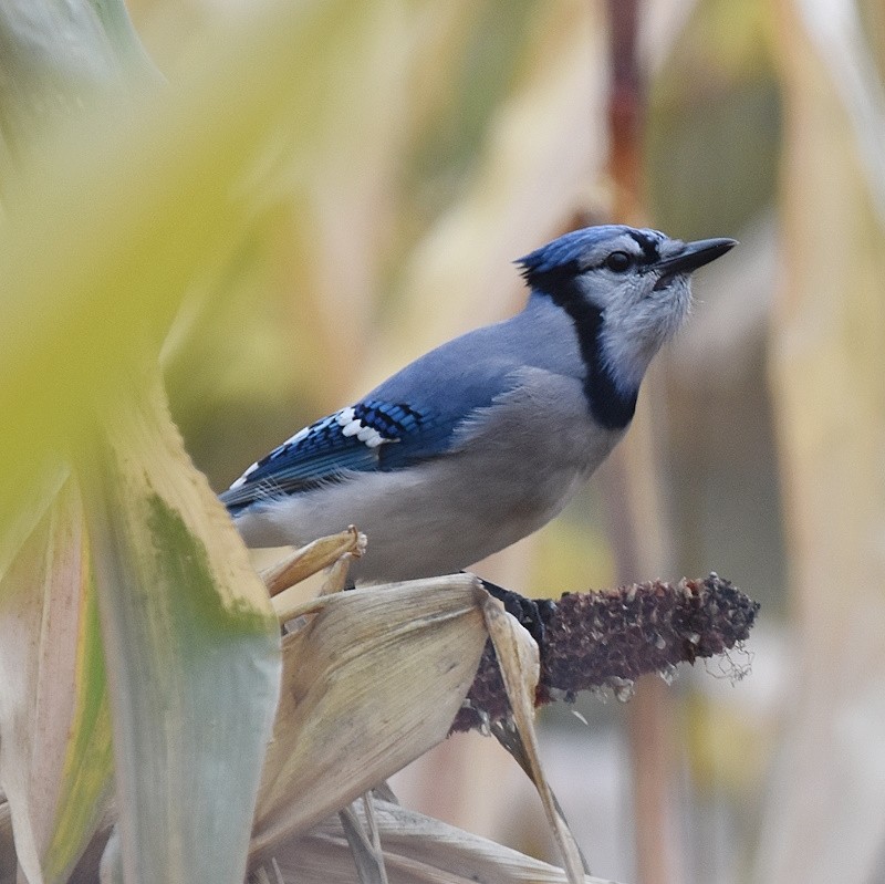 Blauhäher - ML643490036