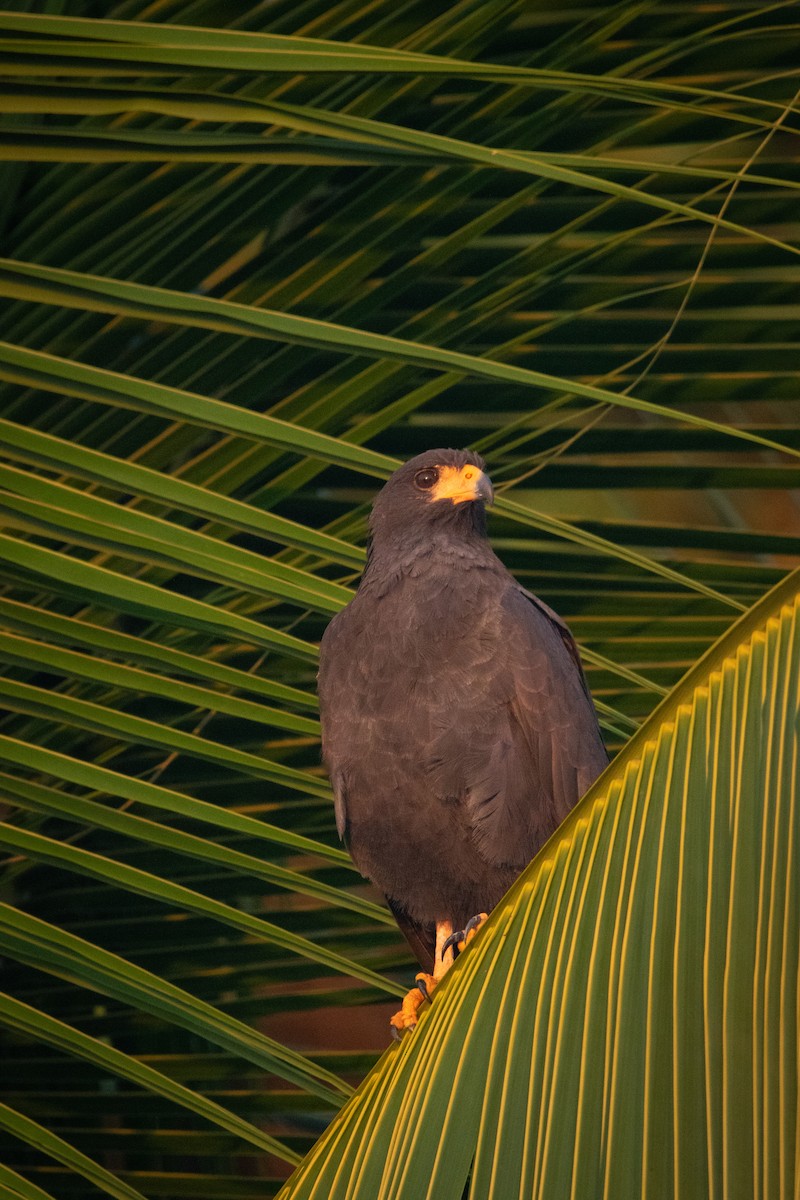 Common Black Hawk - ML643490058
