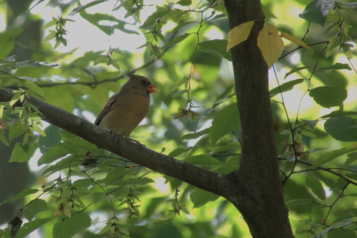 Northern Cardinal - ML643490075