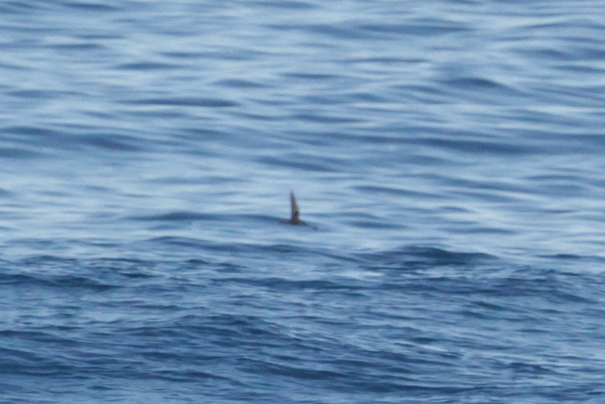 Black Storm-Petrel - ML643490077