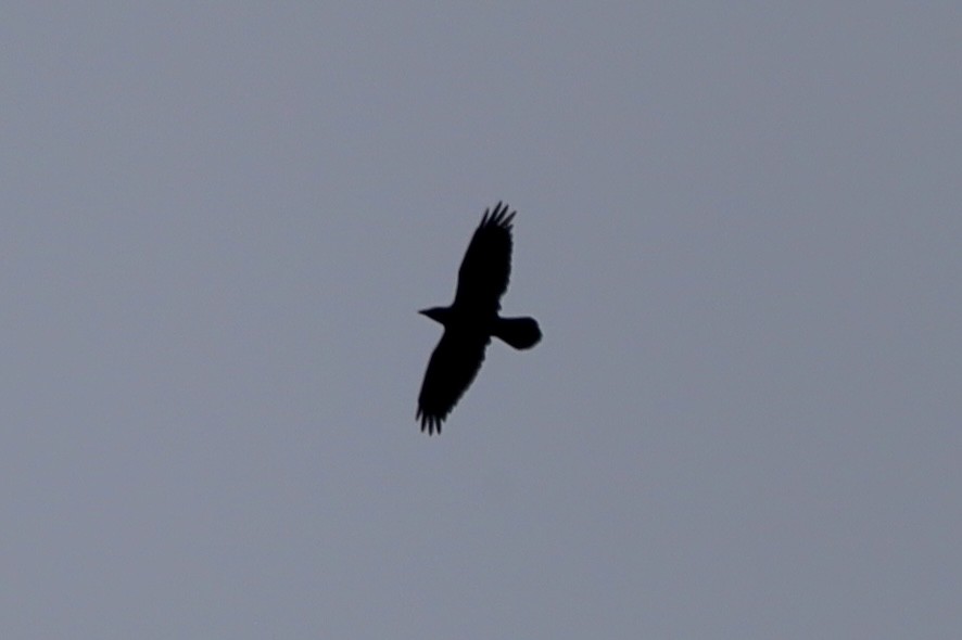 Common Raven - ML643490078