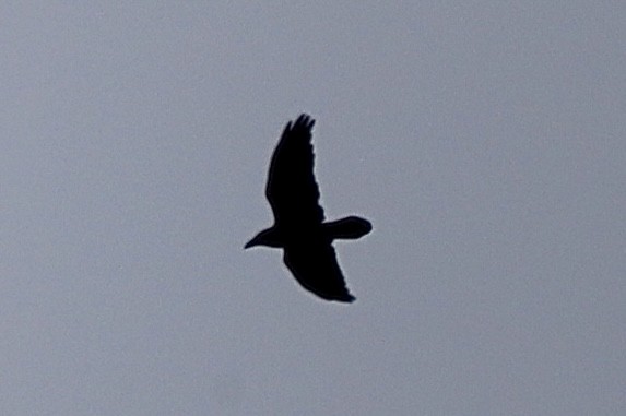 Common Raven - ML643490079