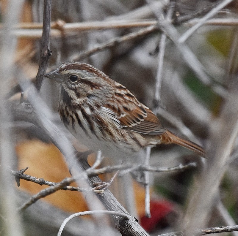 Song Sparrow - ML643490101