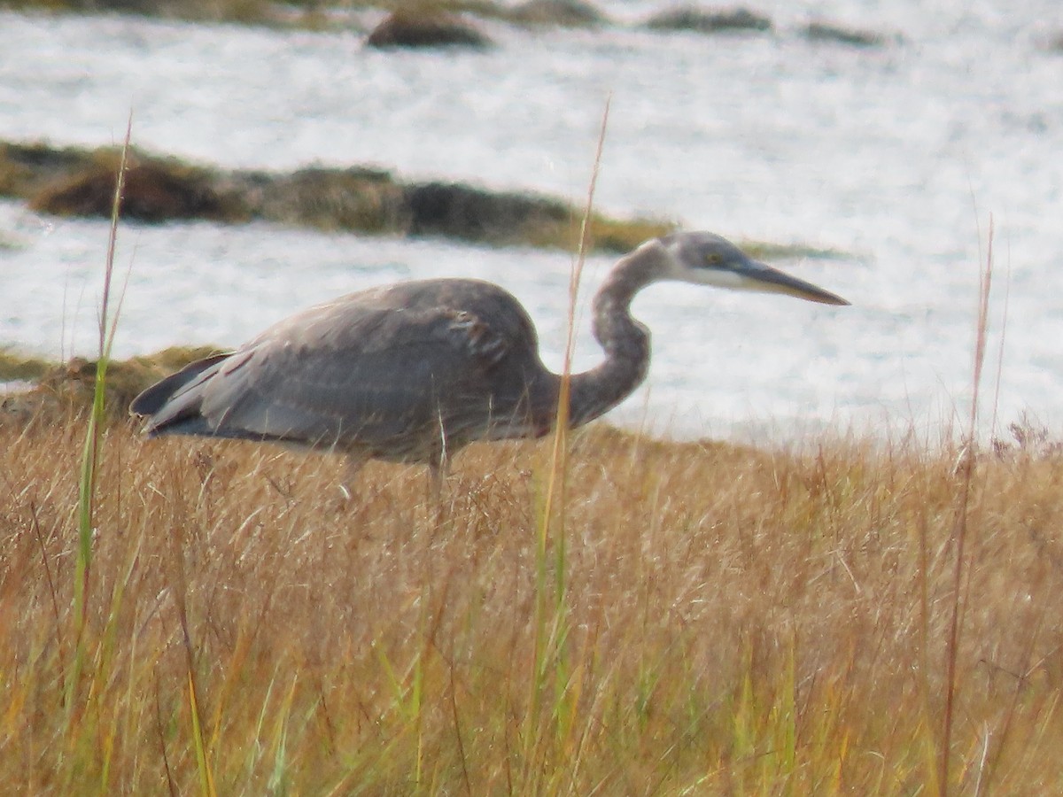 Great Blue Heron - ML643490134