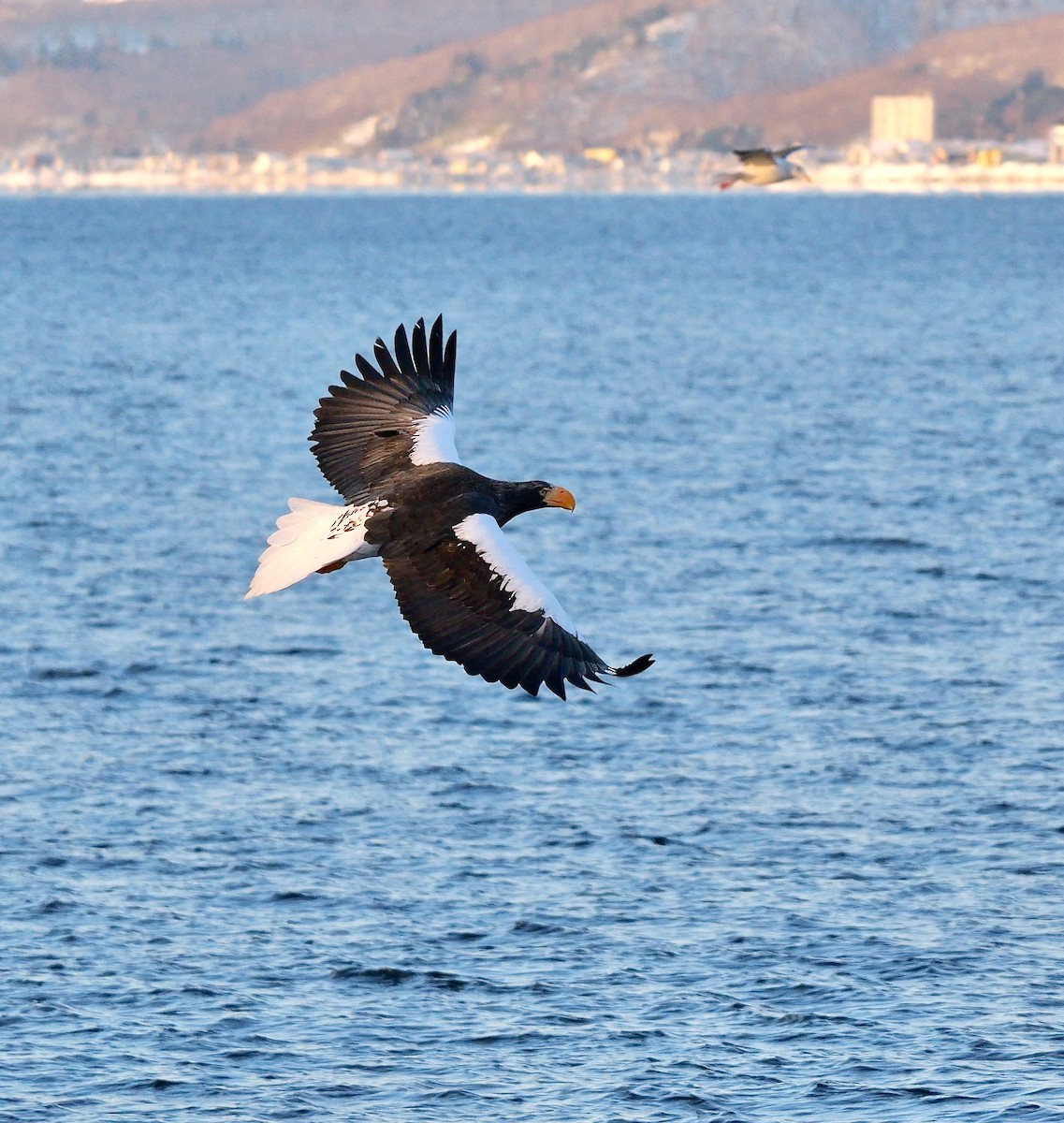 kjempehavørn - ML643490137