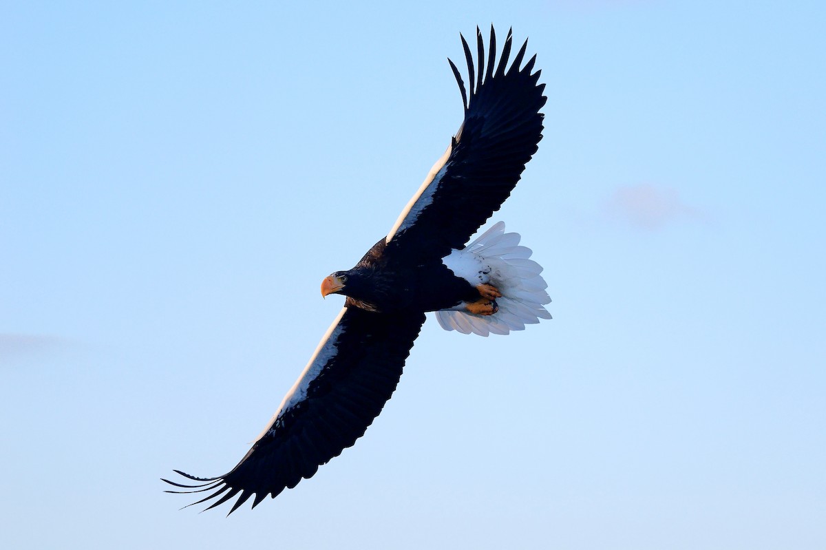 kjempehavørn - ML643490138