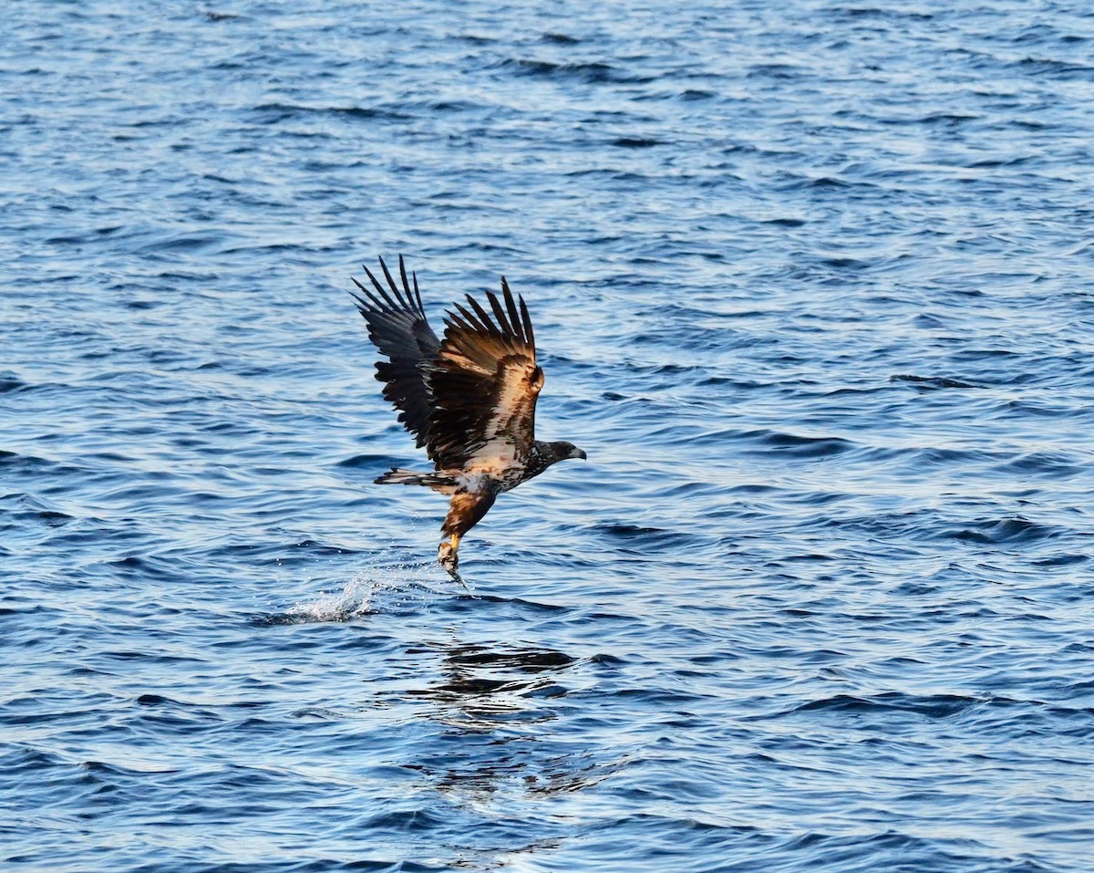 kjempehavørn - ML643490139