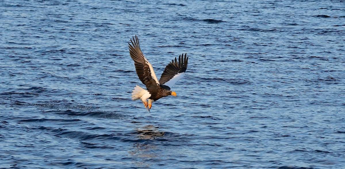 kjempehavørn - ML643490140