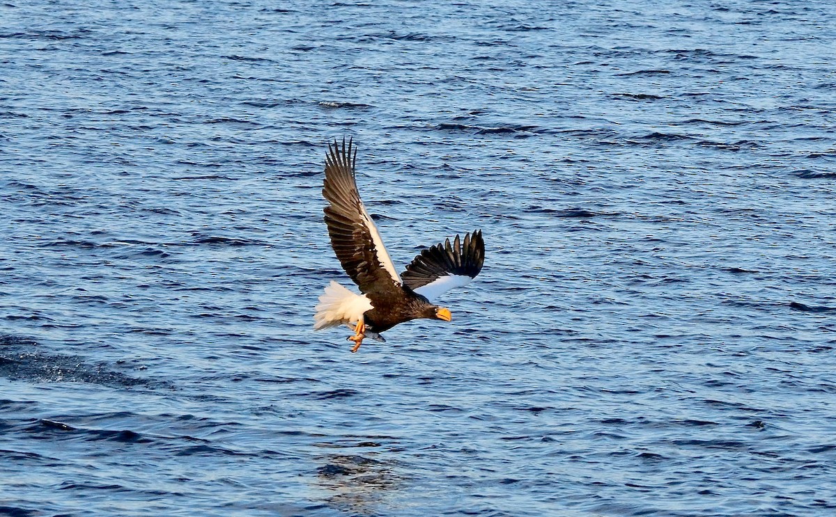 kjempehavørn - ML643490141