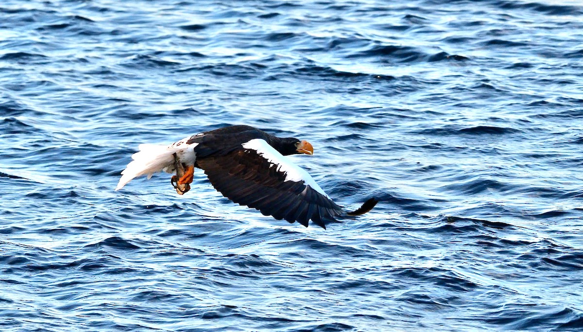 kjempehavørn - ML643490146