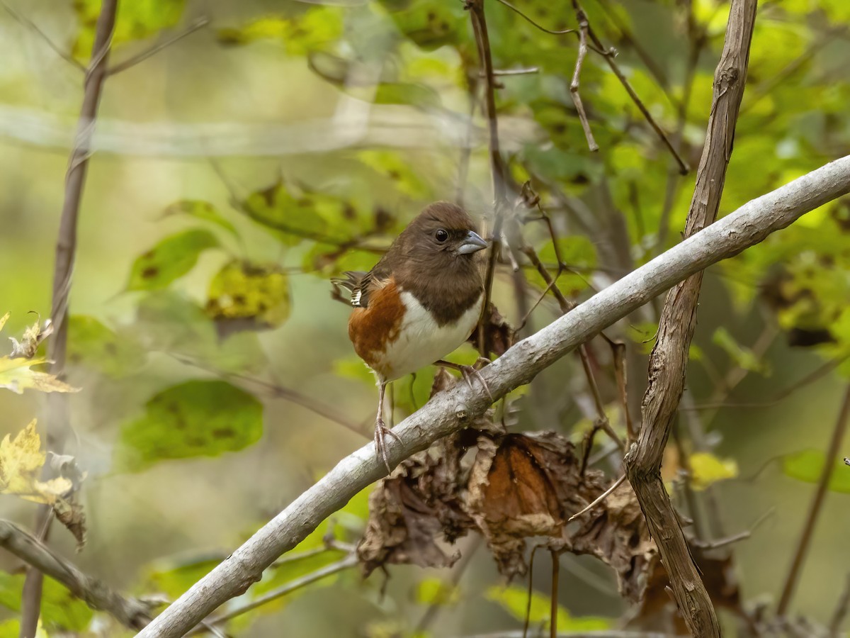 Eastern Towhee - ML643490155