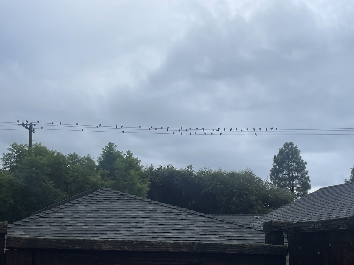 Bandtaube - ML643490158