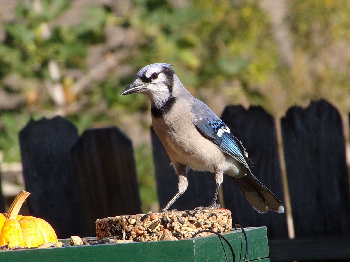 Blauhäher - ML643490159