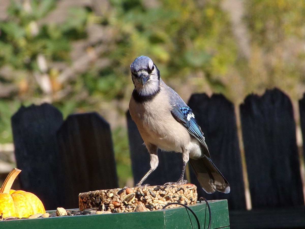Blauhäher - ML643490160