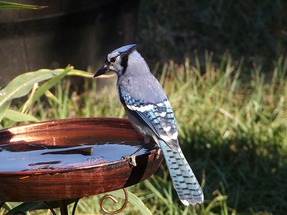 Blauhäher - ML643490176