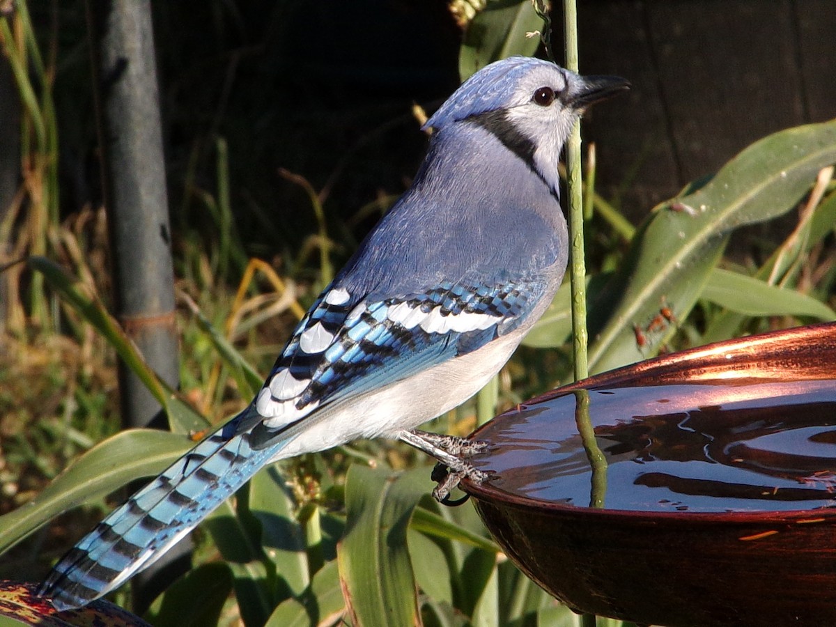Blauhäher - ML643490177
