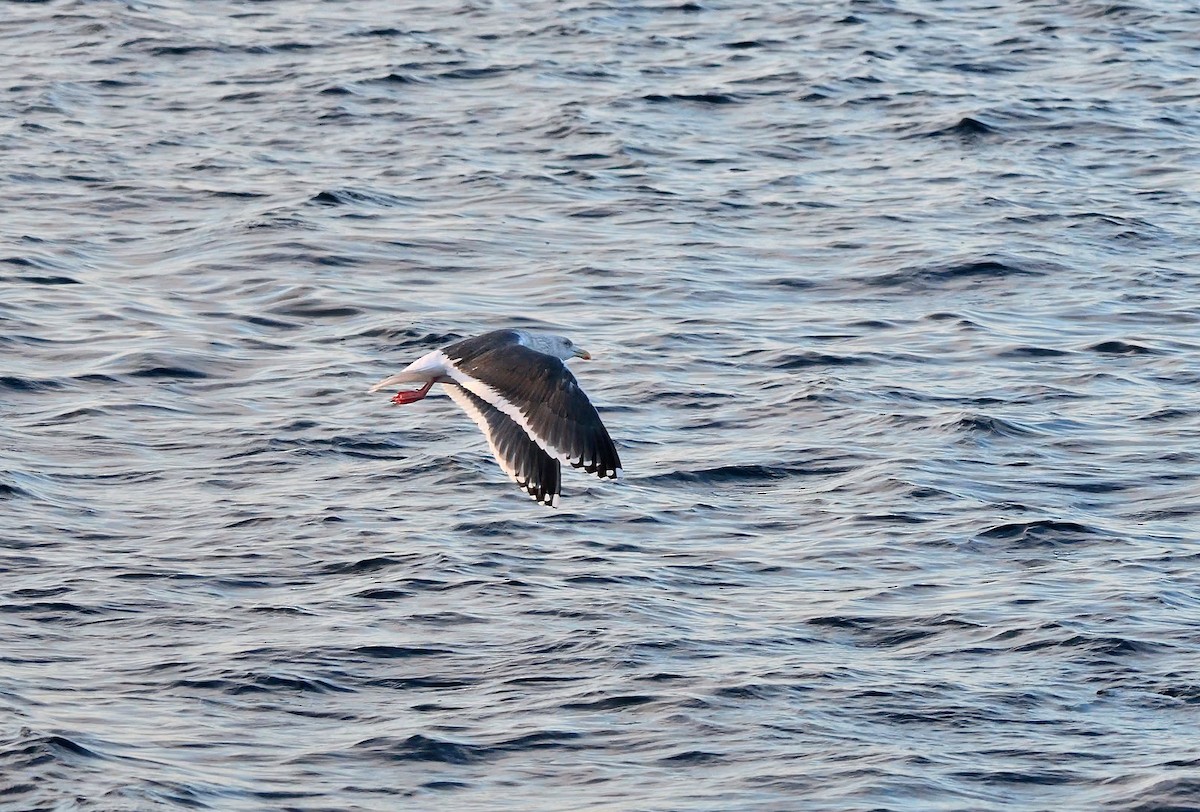 オオセグロカモメ - ML643490182