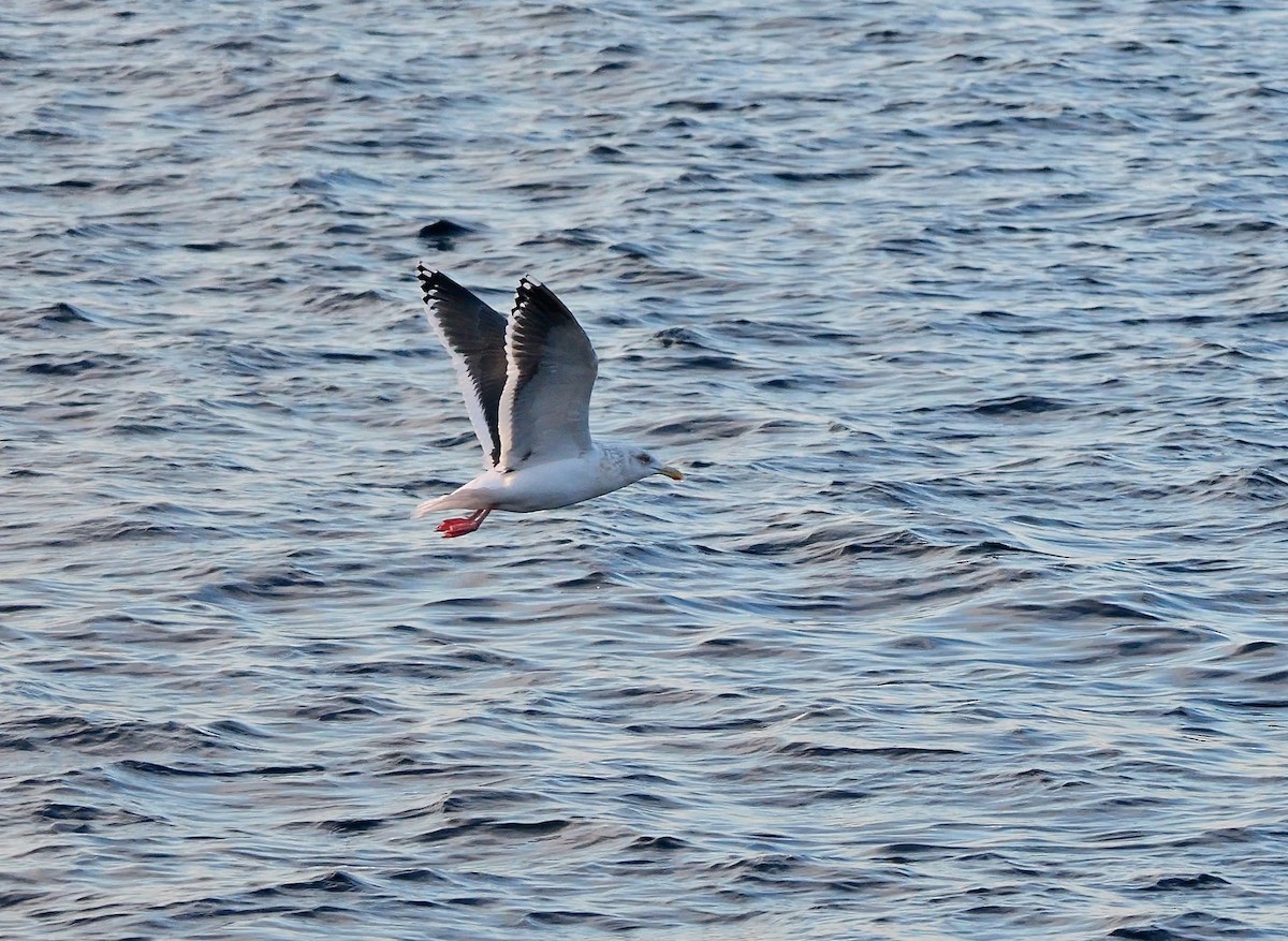 オオセグロカモメ - ML643490183