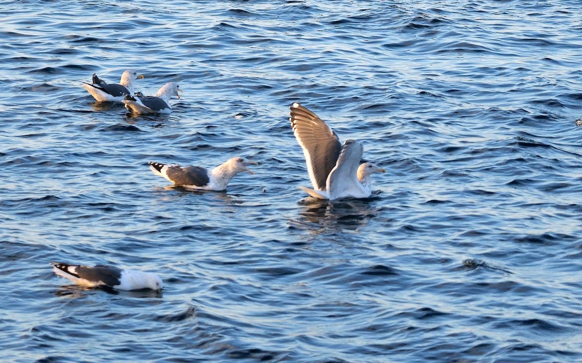 オオセグロカモメ - ML643490184