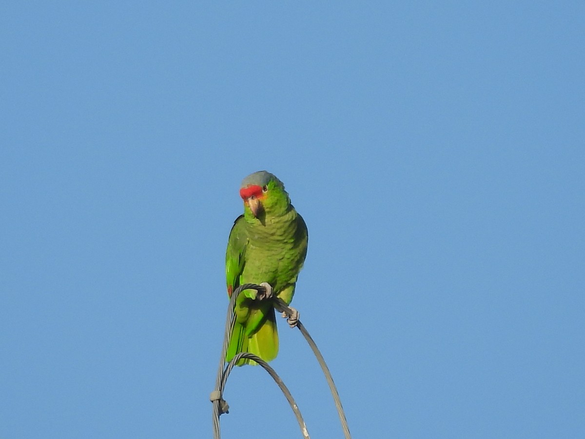 Red-lored Amazon - ML643490191