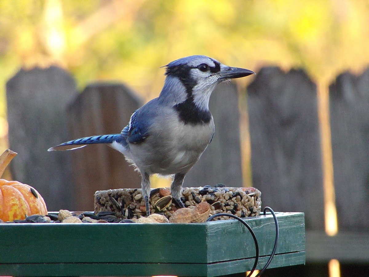 Blauhäher - ML643490199