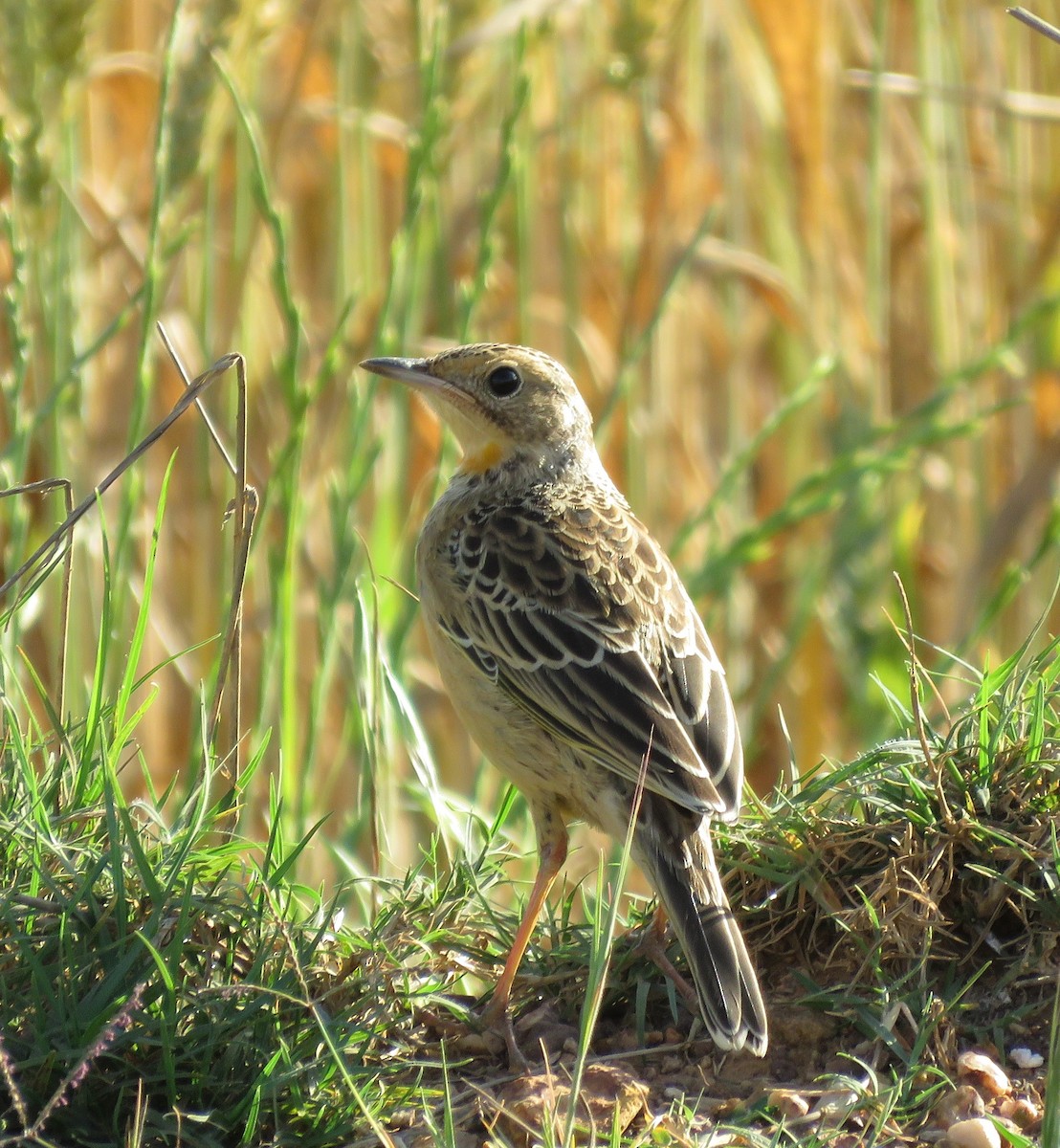 Капский шпорник - ML643490210