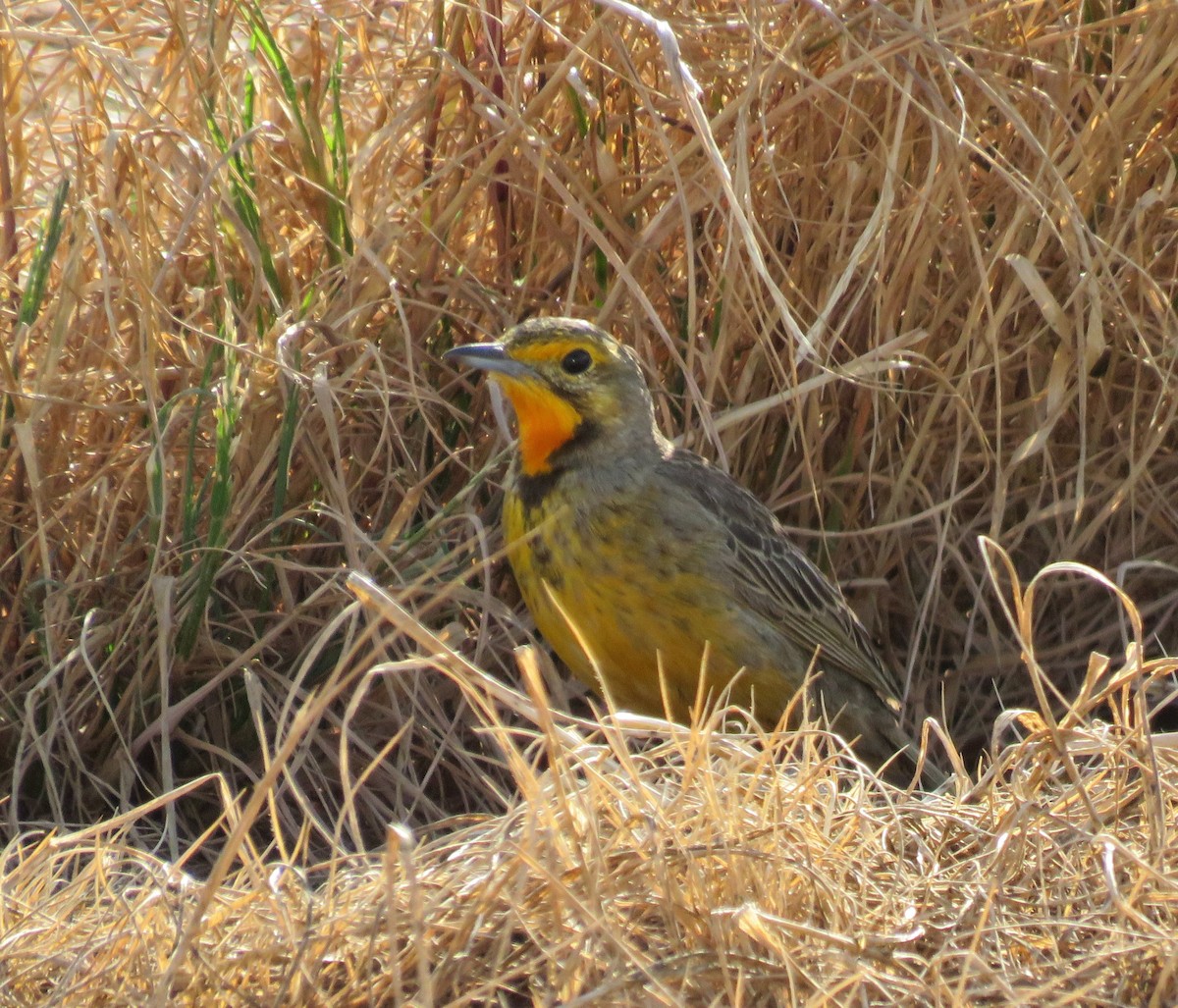 Капский шпорник - ML643490211