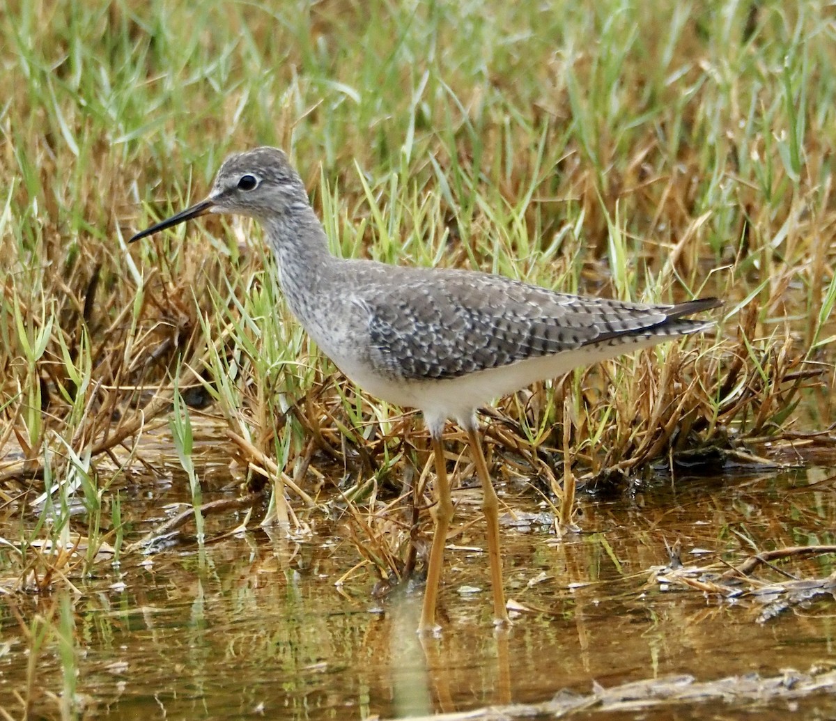 Lesser Yellowlegs - ML643490213