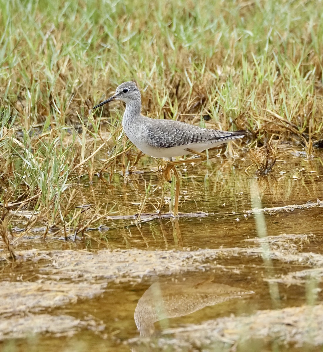 Lesser Yellowlegs - ML643490233