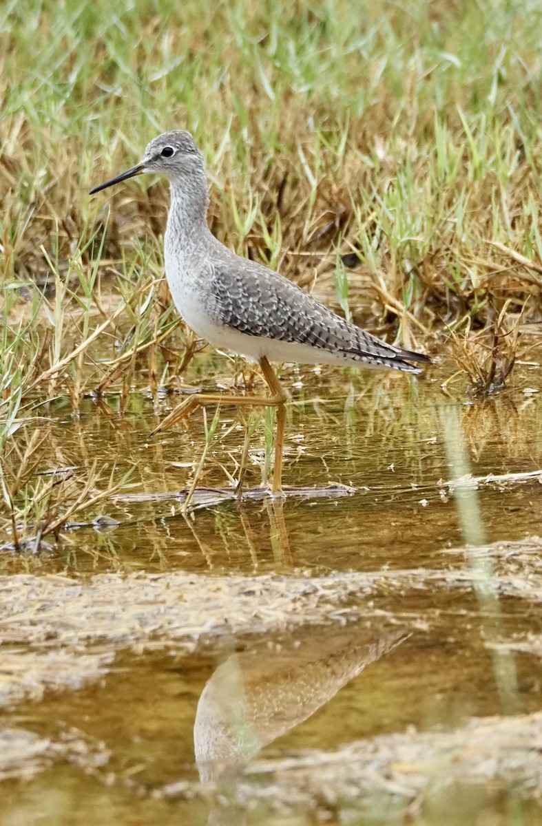 Lesser Yellowlegs - ML643490236