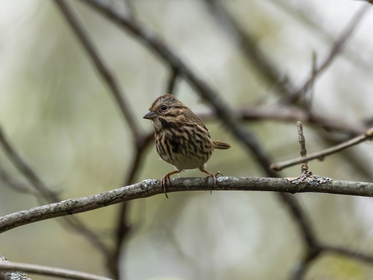 Song Sparrow - ML643490237