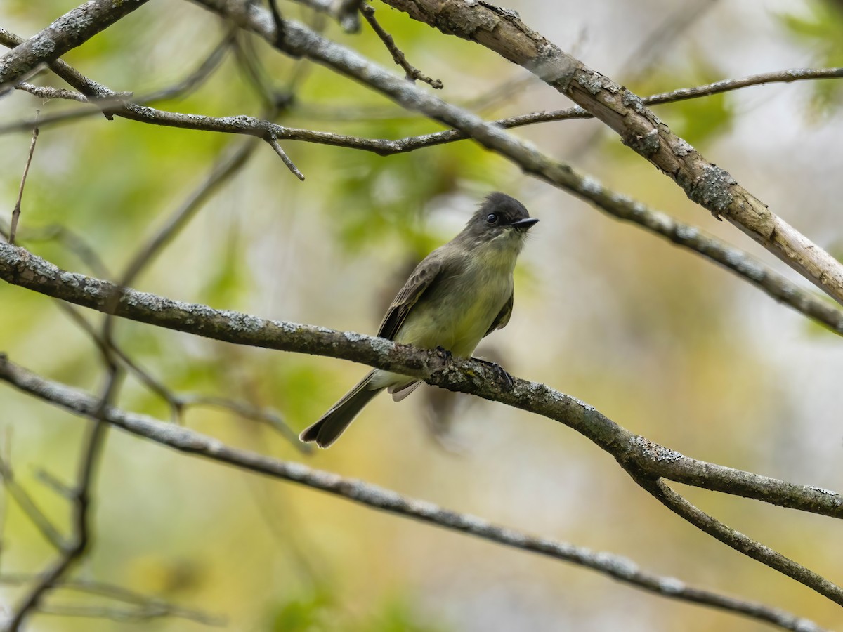 Eastern Phoebe - ML643490278