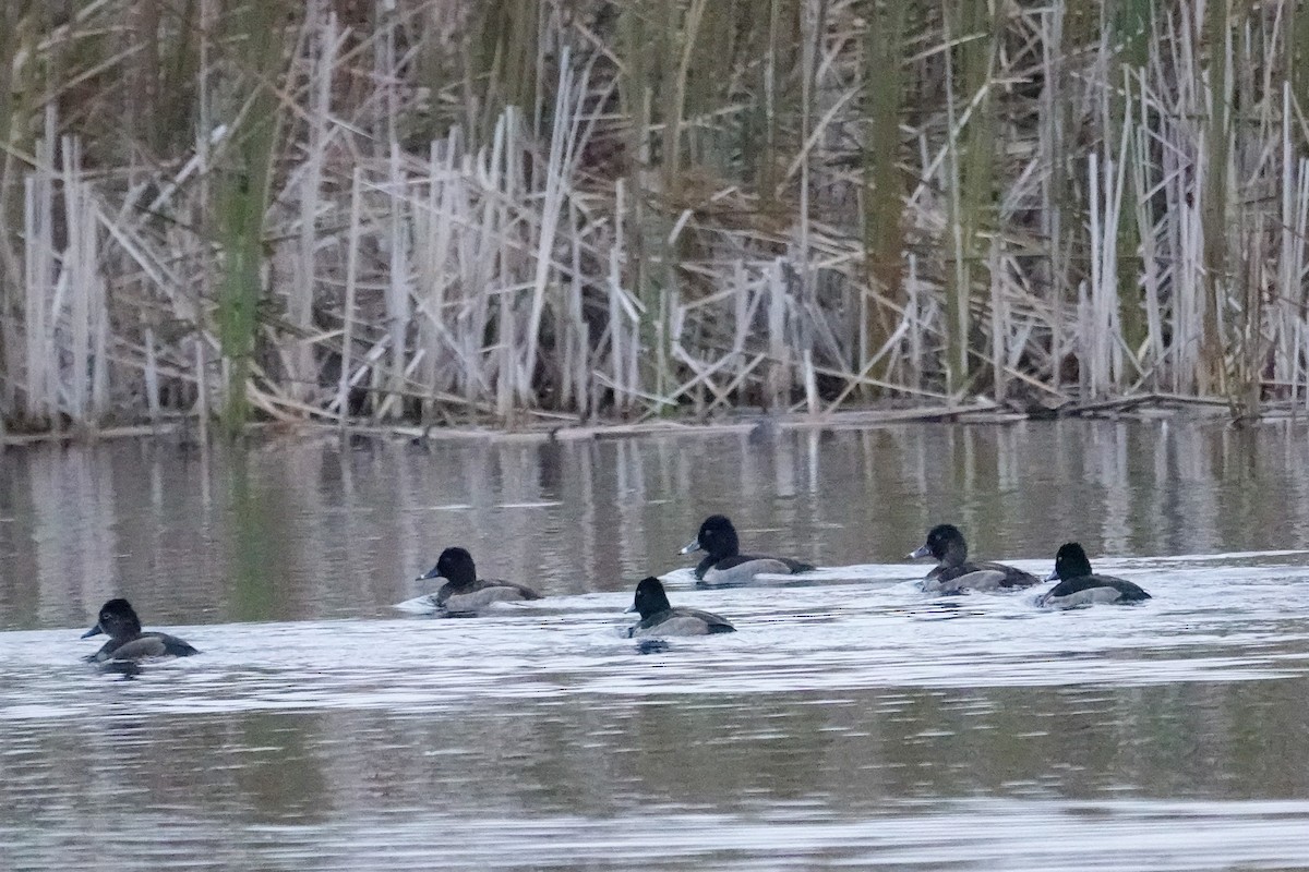 Ring-necked Duck - ML643490303