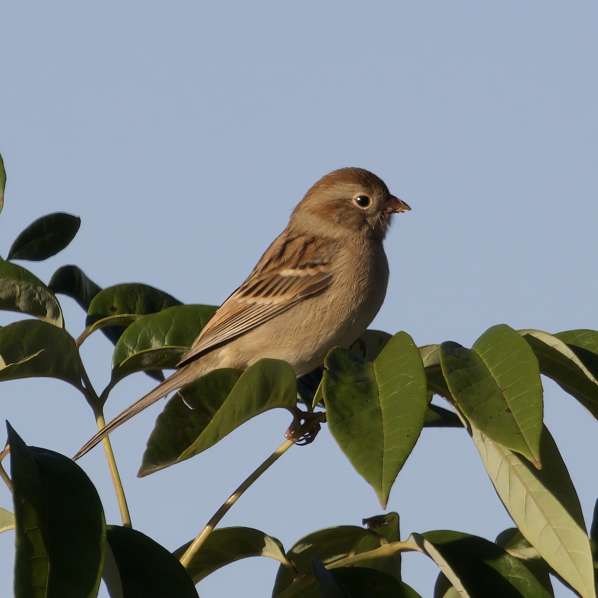 Field Sparrow - ML643490333