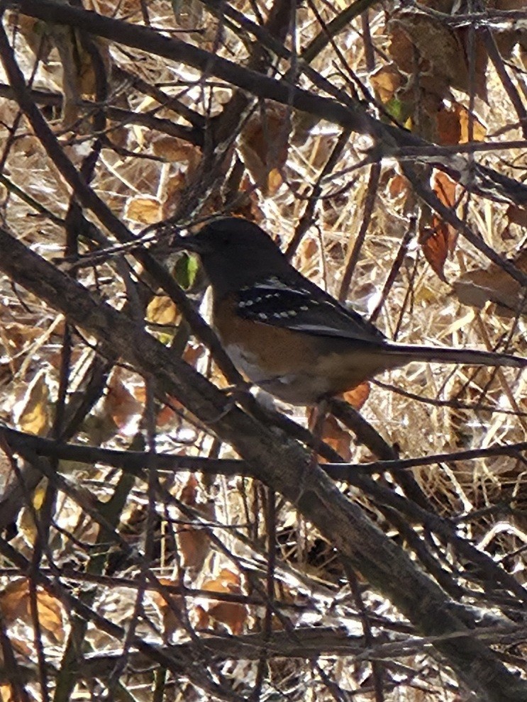 Spotted Towhee - ML643490344