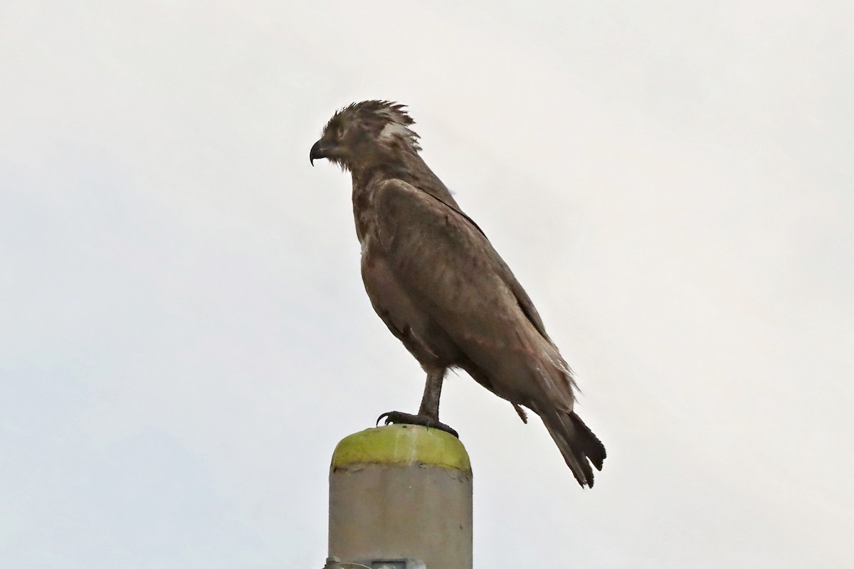 Culebrera Sombría - ML643490349