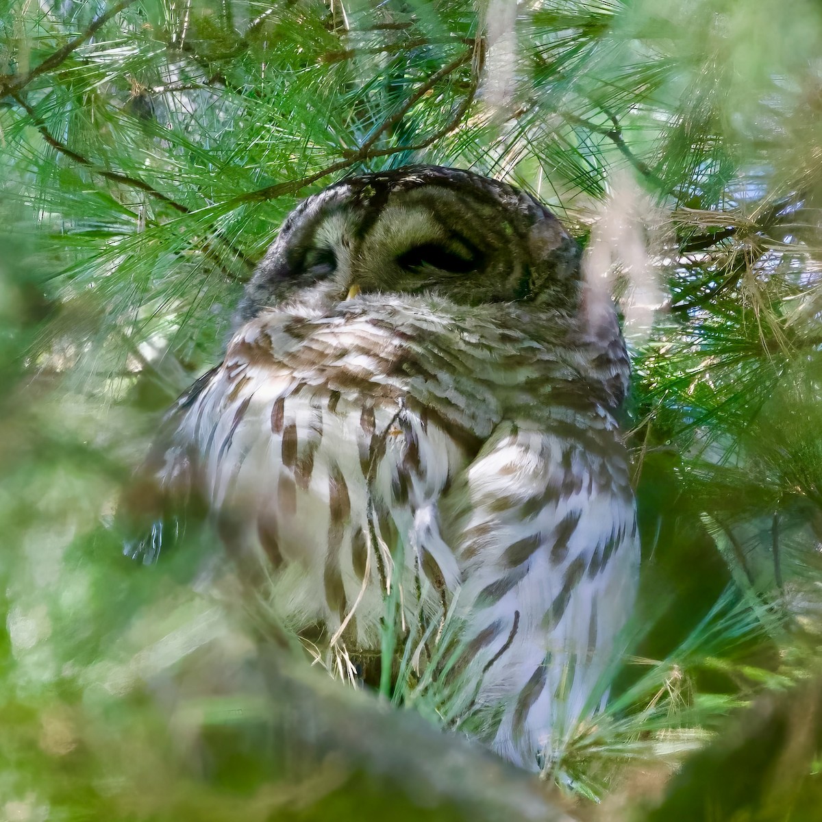 Barred Owl - ML643490351