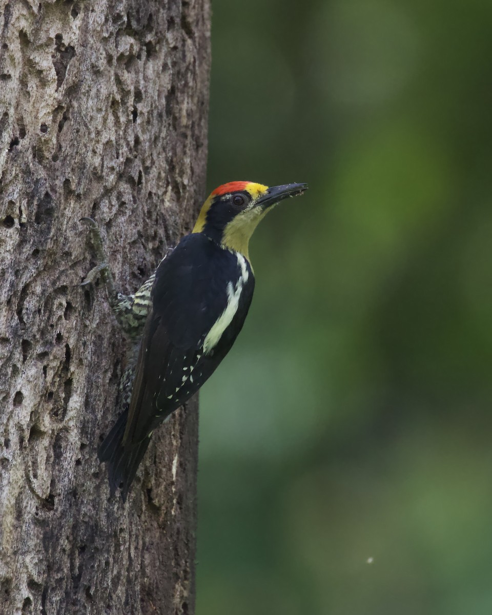 gullnakkespett - ML643490372