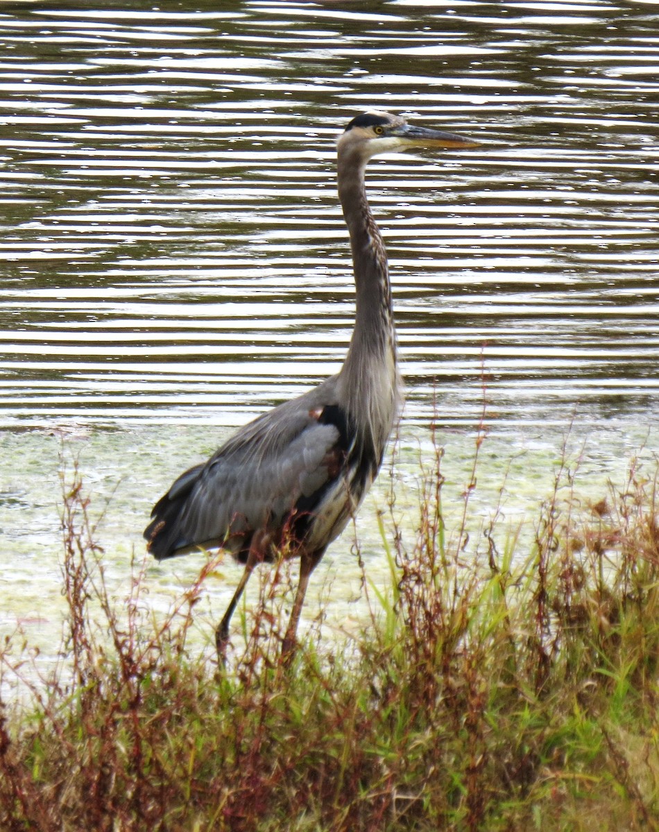 Great Blue Heron (Great Blue) - ML643490385