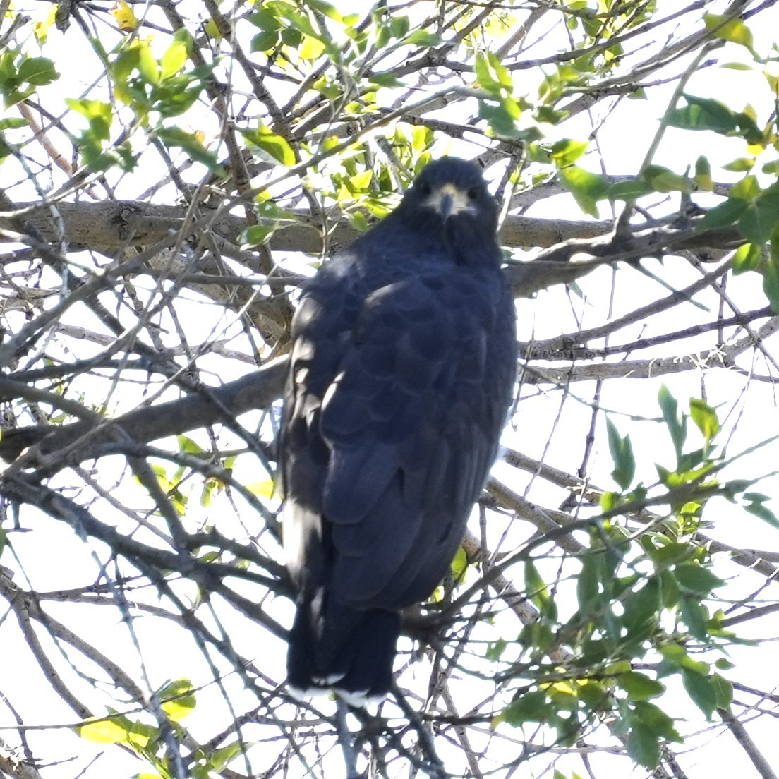 Common Black Hawk - ML643490397