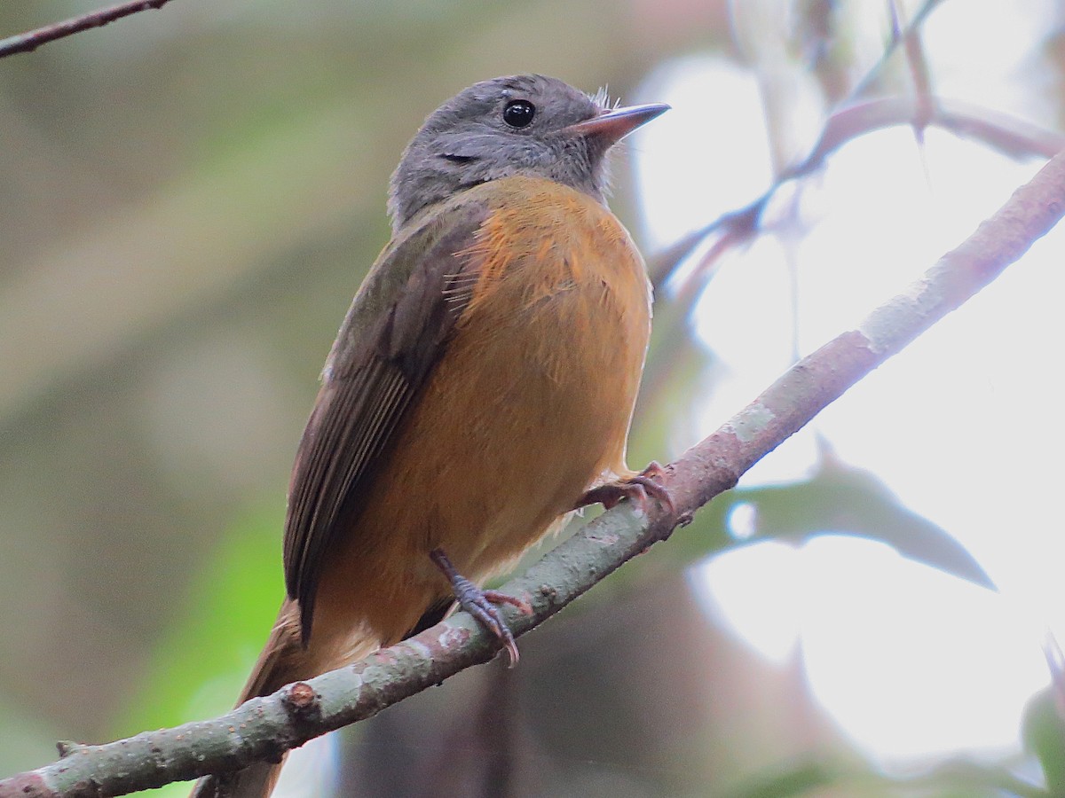 Gray-hooded Flycatcher - ML643490408