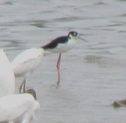 Black-necked Stilt - ML643490415