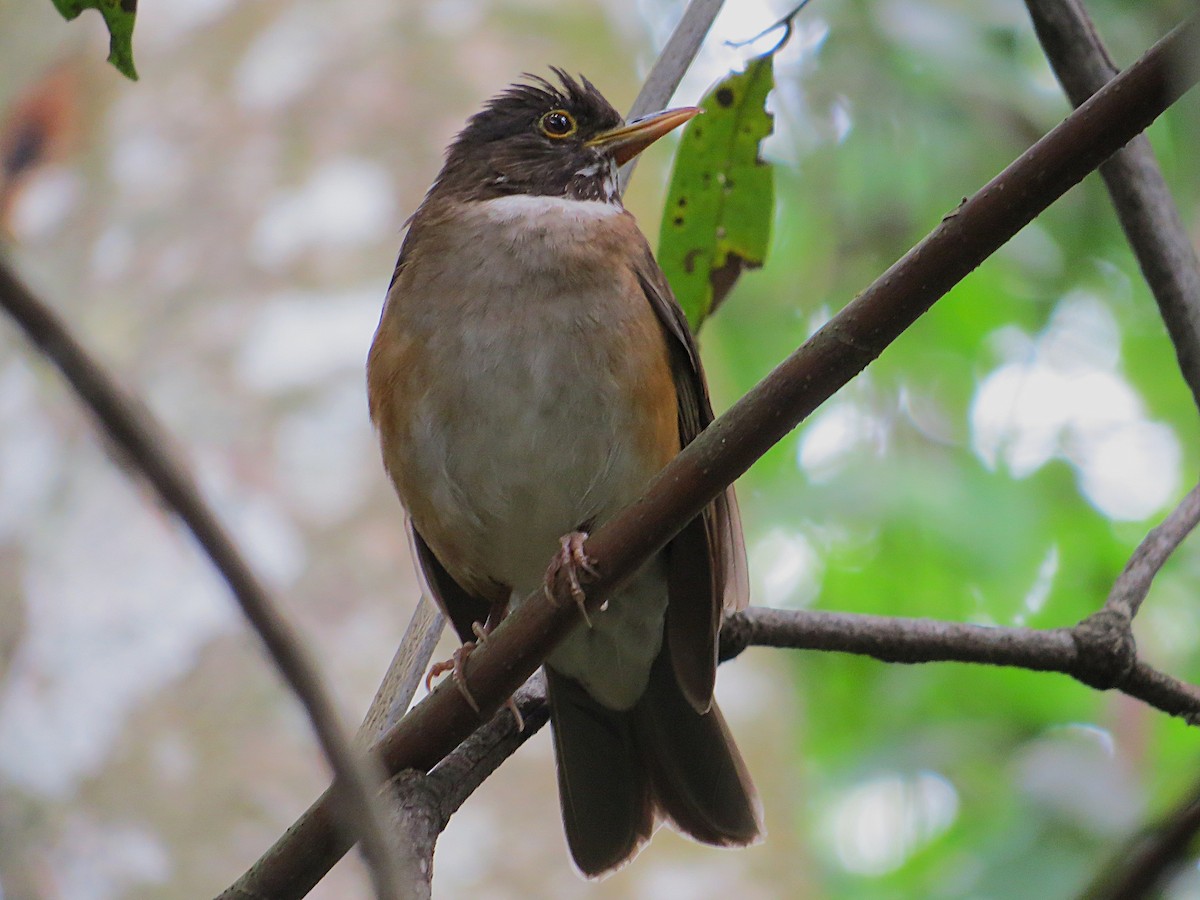 White-necked Thrush - ML643490417