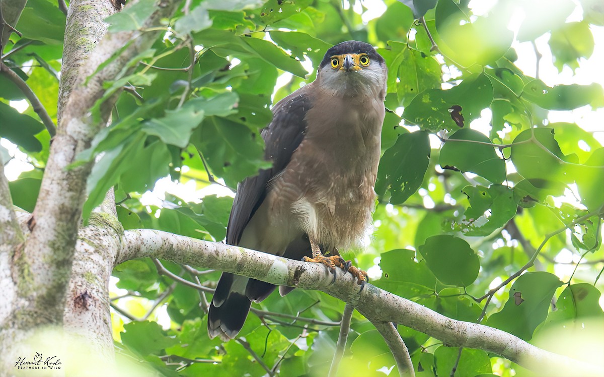 Serpentaire des Nicobar - ML643490419