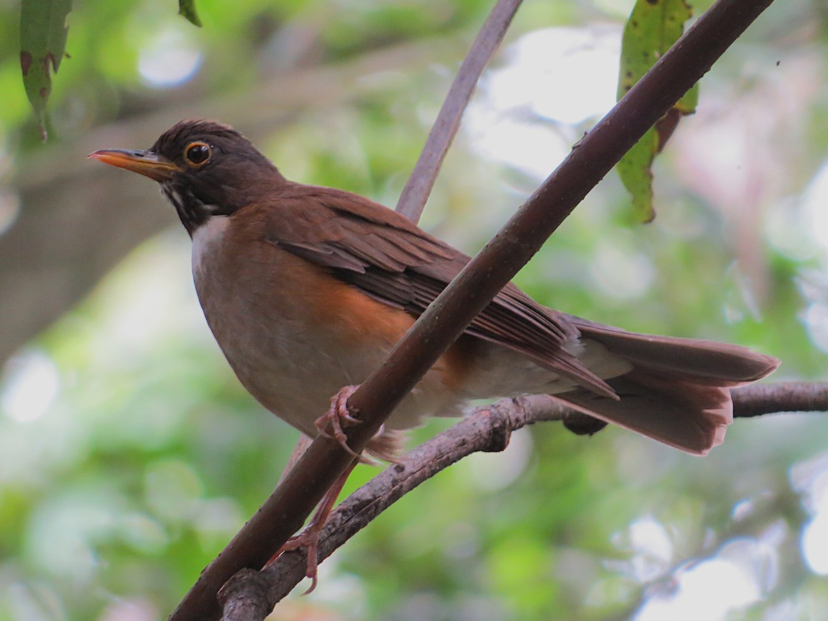 White-necked Thrush - ML643490421