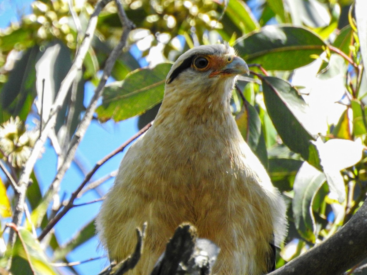 Yellow-headed Caracara - ML643490434