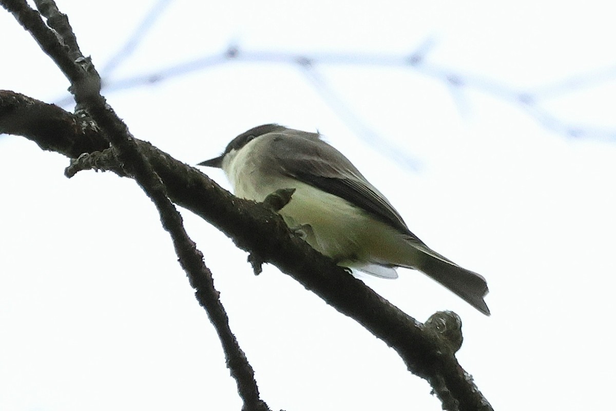 Eastern Phoebe - ML643490447