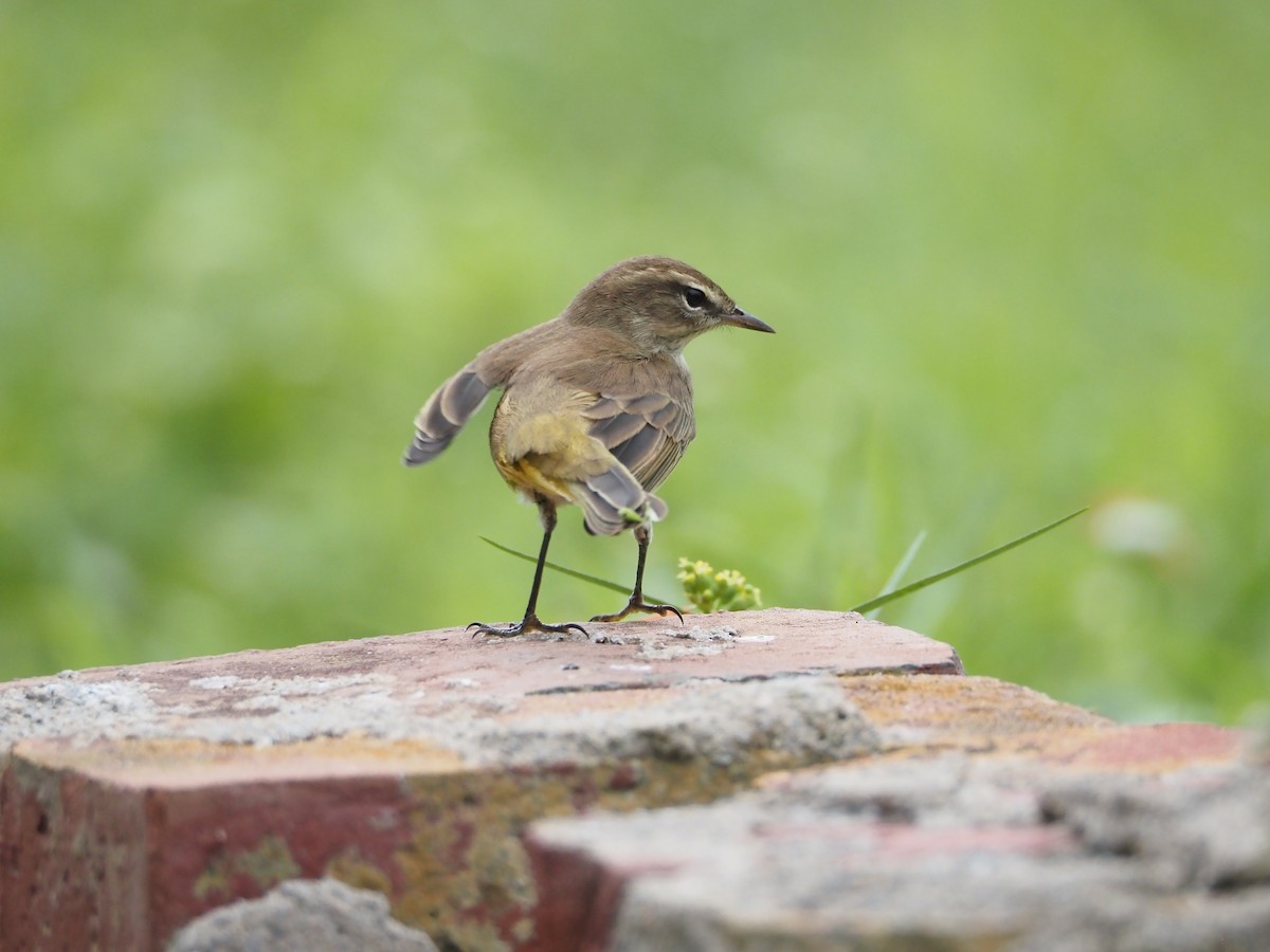Palm Warbler - ML643490455