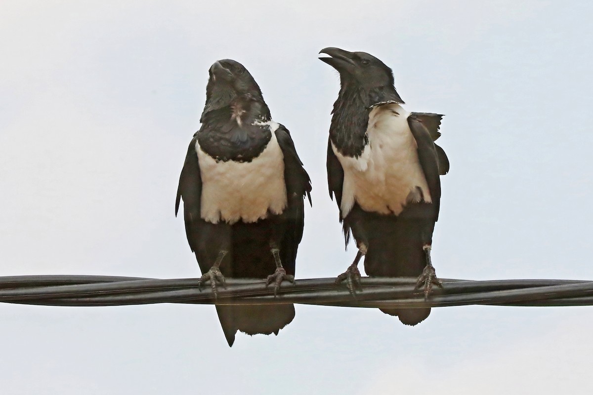 Cuervo Pío - ML643490456