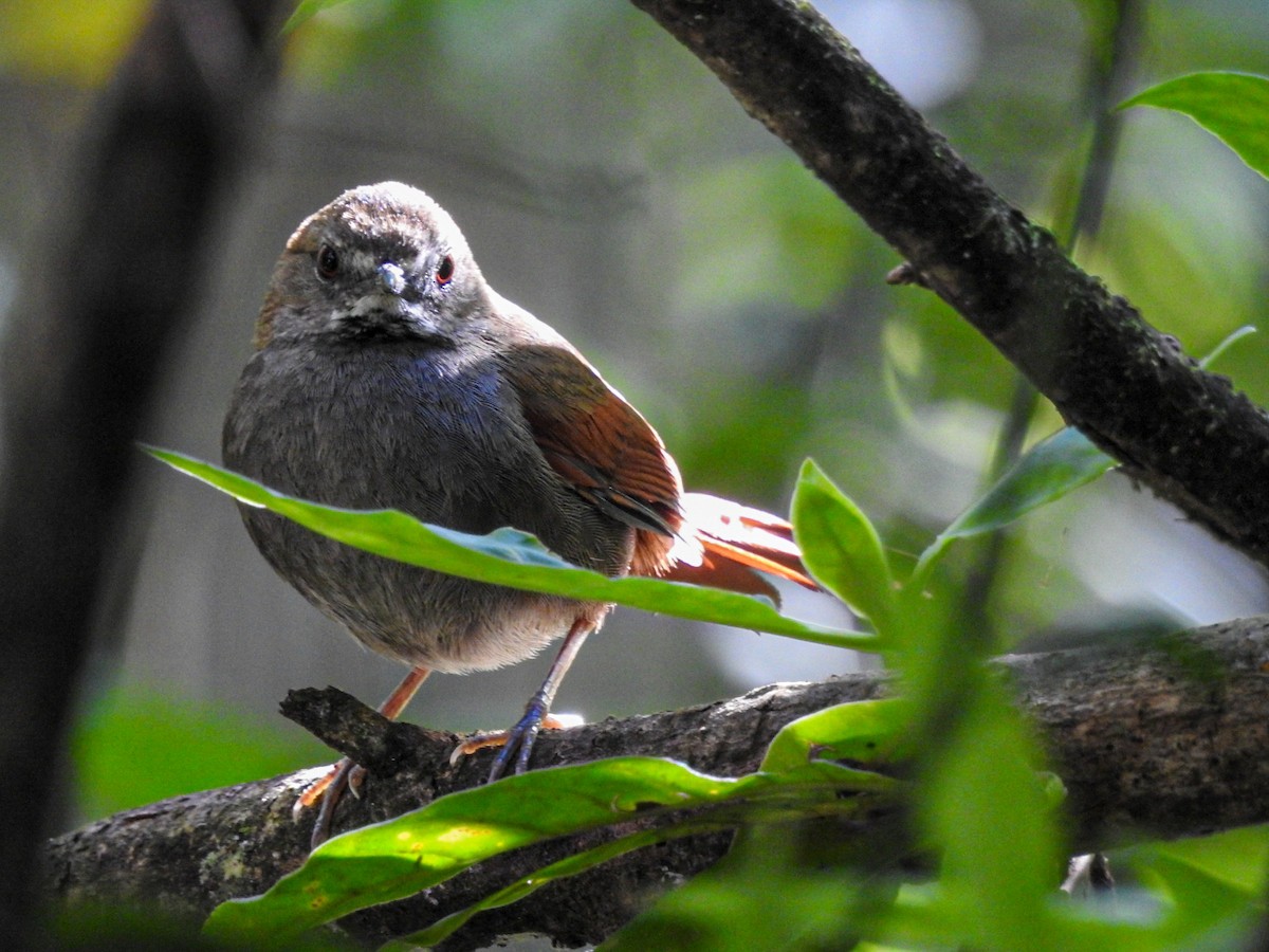 Gray-bellied Spinetail - ML643490457